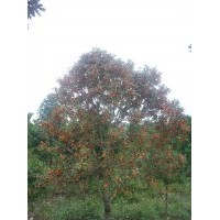 供應狀元紅桂花