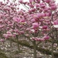 現在2公分紅玉蘭價格苗圃出售5公分紅玉蘭