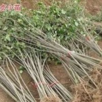 江蘇供應大葉女貞價格，2公分3公分大葉女貞價格