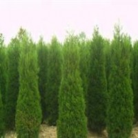 供應(yīng)大量蜀檜，高度均在2.5至3米價格40—70元自己種植！