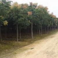綠化苗木黃山欒樹價(jià)格