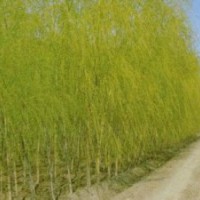 當年垂柳小苗價格一年生垂柳報價