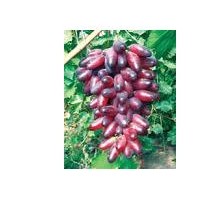 占地葡萄大苗，優(yōu)質(zhì)葡萄品質(zhì)苗，葡萄苗批發(fā)