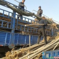 專供山西：速生楊，毛白楊，新疆楊