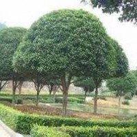 湖南12公分精品桂花樹，14公分全冠桂花樹，湖南桂花樹基地