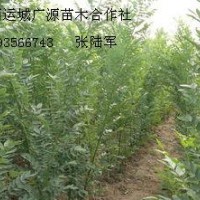 1米以上速生國槐小苗大量出售、雙季國槐大量供應