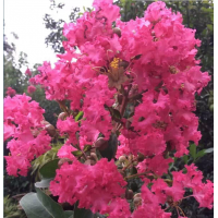 四川成都溫江供應紫薇，桂花，櫻花，楠木