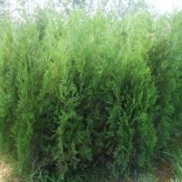 供應側柏 處理側柏 批發側柏