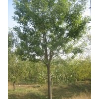 供應(yīng)、各種綠化大小苗木、