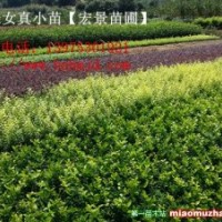 金森女貞小苗-湖南金森女貞球批發銷售-宏景苗木公司