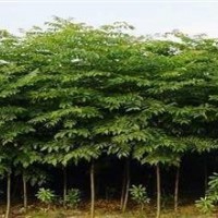 自產自銷欒樹價格 供應5公分6公分7公分欒樹價格