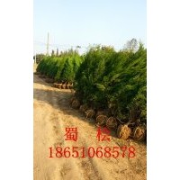 蜀檜價格，2米蜀檜價格，哪里蜀檜價格便宜
