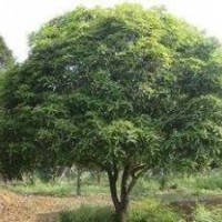 供應湖南14公分精品全冠桂花樹，15公分移栽桂花樹，桂花樹種植基