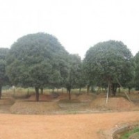 大量供應(yīng)12公分全冠精品桂花樹，湖南全冠桂花樹，湖南桂花樹價(jià)格
