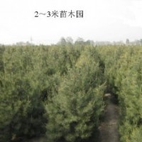 鈣果，國槐，白皮松