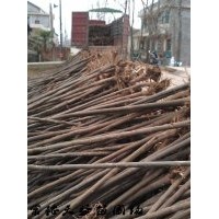 3公分欒樹價格