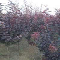 大量紅葉李小苗批發(fā)，四公分紅葉李供應(yīng)，山東紅葉李樹(shù)苗