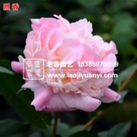 老吉園藝供應優質烈香茶花、千里香茶、香妃茶等百余種茶花苗