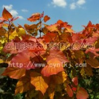 楊樹桂花紅葉石楠彩葉植物、彩楊、彩色植物、全紅楊、紅葉楊