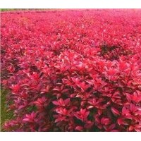 紅葉石楠傾情為您供應