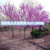 宿遷叢生紫荊工程苗3-10個分支叢生紫荊苗基地供應