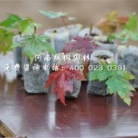 河南桃楓園林美國紅楓優質選供出售