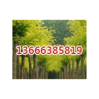 生態綠苗木常年供應各種規格苗木-大量的批發
