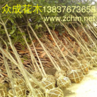 7公分桂花，2公分桂花苗，15公分八月桂花價格