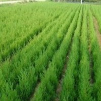 常年提供蜀檜價格 2米蜀檜價格