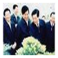 供應(yīng)含笑，含笑花，含笑苗，江蘇含笑，別名：香蕉花、含笑梅、笑