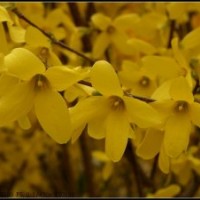 供應(yīng)連翹、東北連翹、直生連翹、連翹苗、連翹球，連翹基地