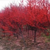 名品花木紅葉碧桃低價(jià)出售
