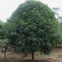 供應(yīng)本基地優(yōu)質(zhì)苗木，廣玉蘭，大葉女貞，桂花，紫薇，大葉黃楊