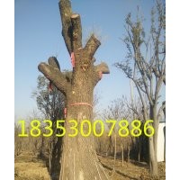 30公分國(guó)槐價(jià)格