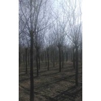 那里老國槐多？發冒國槐多少錢