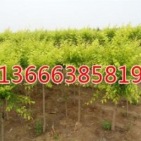 有需要買毛白楊到生態綠價格又便宜