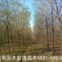 長期供應白蠟樹苗，成樹，白蠟木價格
