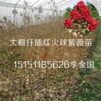 一年生紅火球紫薇苗扦插紅火箭紫薇苗耐寒速生紫薇樹苗