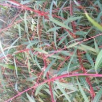 供應美國雙色柳 紅絲垂柳