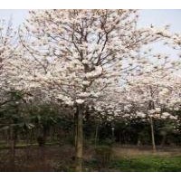 江蘇白玉蘭產地 2公分3公分白玉蘭價格