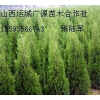 2、3米蜀儈大量低價出售、大量蜀儈低價供應