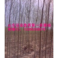 山東毛白楊，國槐，椿樹，柳樹