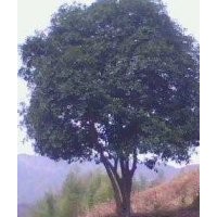 供應優質湖南移植桂花樹，叢生桂花樹，品質保證