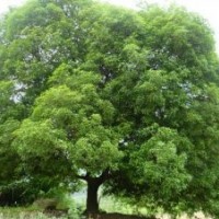 供應28公分叢生桂花樹，湖南大型桂花樹，大型桂花樹價格