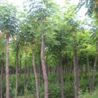 河北欒樹，河北北欒，欒樹，8公分以上欒樹