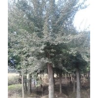 三角楓價格，三角槭價格