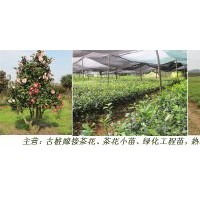 直銷批發工程苗木、茶花樹苗