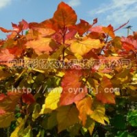 “紅霞楊”Ⅰ號、全紅楊、紅葉楊、彩色樹、中紅楊