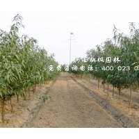 優質桃苗河南桃楓園林基地直銷