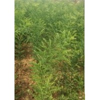 國槐苗-山西國槐苗-國槐苗批發-國槐苗6毛-山西運城